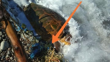 Έσωσε μια ενήλικη χελώνα στη Σορωνή από βέβαιο θάνατο