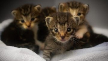 Ρόδος: Καταδικάστηκε 76χρονος επειδή κλώτσησε τρία γατάκια