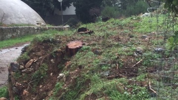 Κόβουν αιωνόβια πεύκα  στο Καστελόριζο