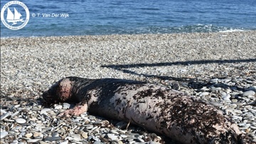 Σπάνια είδη νεκρά στις ακτές του Αιγαίου