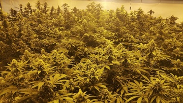 Προφυλακίστηκε ο 38χρονος  για τη φυτεία με τα 41 δενδρύλλια