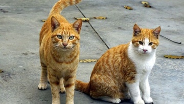 Περίεργη «εξαφάνιση»  δεκάδων γατών από το νησί της Ρόδου