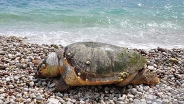 Λέρος: Εντοπίστηκε νεκρή πράσινη χελώνα στην ακτή Γούρνας