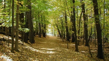 Μετά το Πάσχα η ανάρτηση των δασικών χαρτών στα Δωδεκάνησα