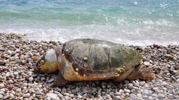 Εντοπίστηκε νεκρή πράσινη χελώνα στη Λέρο
