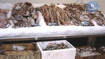 Κατασχέθηκαν σουπιές, χταπόδια και καραβίδες