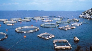 Καταδικάστηκαν δύο άτομα για δυστύχημα σε ιχθυοκαλλιέργεια