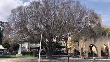 Πώς ξηράνθηκε ο φίκος στο Ακταίον;