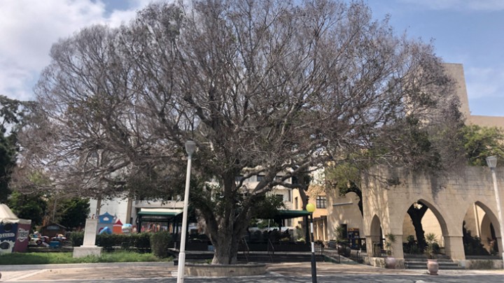 Πώς ξηράνθηκε ο φίκος στο Ακταίον; Πώς ξηράνθηκε ο φίκος στο Ακταίον;