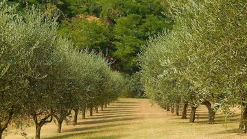 Οδηγίες για την προσβολή των ελαιώνων από το έντομο ρυγχίτη