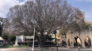 Ερωτήματα για την ξήρανση του φίκου στο Ακταίον