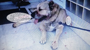 Προκαταρκτική έρευνα διέταξε ο εισαγγελέας Ρόδου για πυροβολισμό σε σκυλί