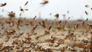 Ψεκασμοί για τις ακρίδες σε περιοχές όπου υπάρχει πρόβλημα