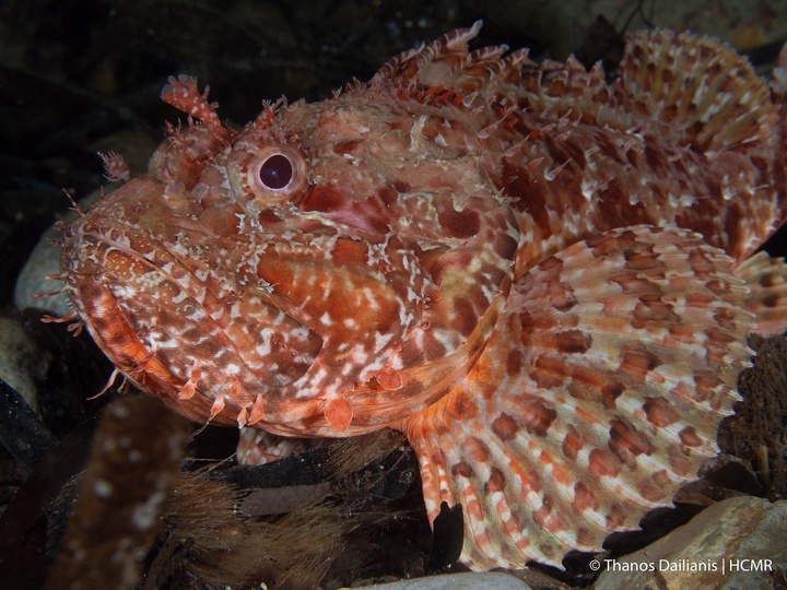 Σκορπίνα (Scorpaena scrofa) κατά μήκος της υποθαλάσσιας διαδρομής στην περιοχή Παλάτια της νήσου Σαρίας.. ©Θάνος Νταϊλιάνης/ΕΛΚΕΘΕ