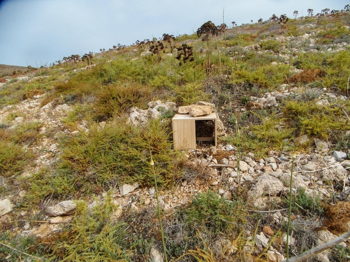 Ξύλινη τεχνητή φωλιά σε νησίδα της Προστατευόμενης Περιοχής Β. Καρπάθου – Σαρίας ©Β.Γκορίτσας