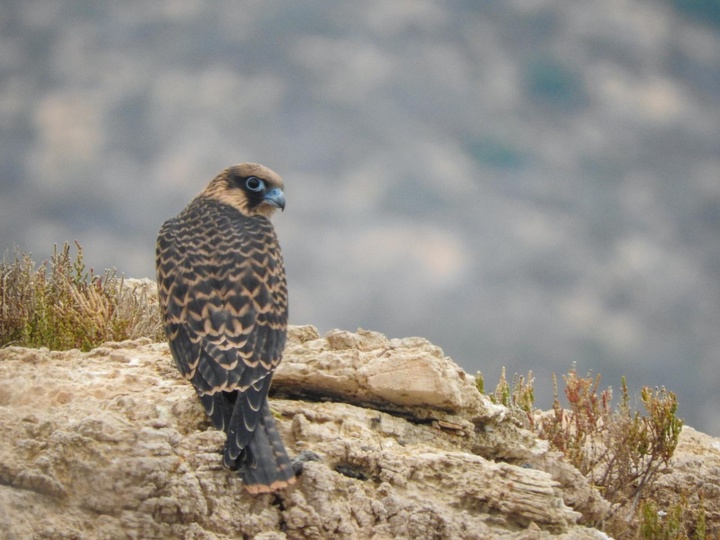 Μαυροπετρίτης (Falco eleonorae) ©Β.Γκορίτσας
