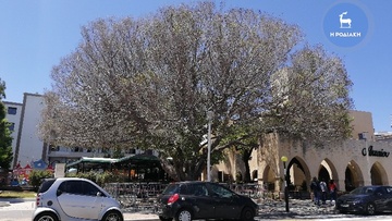 Κατά παντός υπευθύνου  η μήνυση για τον φίκο