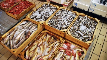 Κατασχέθηκαν 500 κιλά αλιευμάτων στην Κάλυμνο