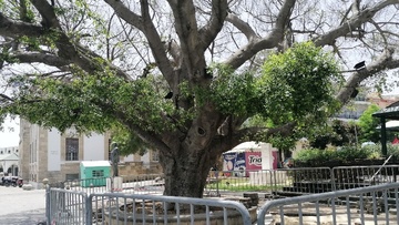 Από... στρες υποφέρει ο φίκος στο «Ακταίον»