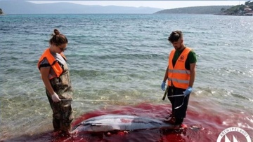Φώκιες και δελφίνια ξεβράζονται νεκρά στις ακτές των νησιών μας