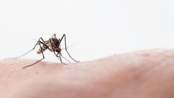 Από τι έλκονται και πώς «μυρίζουν»  τον ιδρώτα μας τα κουνούπια