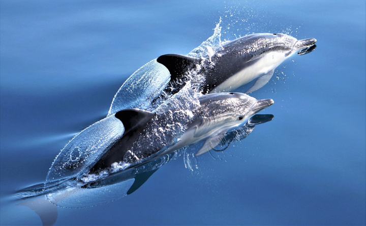 Δελφίνια του είδους Delphinus delphis – αποκαλούνται Κοινά Δελφίνια – αλλά αυτή η ονομασία στις μέρες μας είναι μάλλον ειρωνική. Ένα είδος που ήταν πολυπληθές στις  θάλασσές μας εδώ και αιώνες και τα τελευταία χρόνια έχει εξαφανιστεί από πολλές  περιοχές της Μεσογείου. Στις θάλασσές μας επιβιώνουν ακόμη κάποιοι μικροί αλλά  σημαντικοί πληθυσμοί. 				       Φωτο: Ν. Mayrhofer/Αρχιπέλαγος 