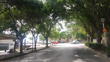 «Γερασμένα» τα περισσότερα από τα 12.000  δένδρα της πόλης