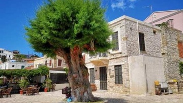 «Καλλωπίσθηκαν» 388 δέντρα στη Χάλκη