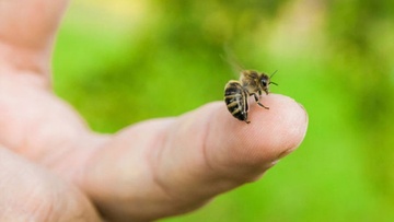 Αλλεργία σε μέλισσες-σφήκες
