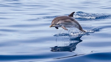 Από το «κόκκινο σπίτι» στο γαλάζιο θεραπευτήριο των δελφινιών του Αιγαίου (Λειψοί, το νησί με τα τυρκουάζ νερά)