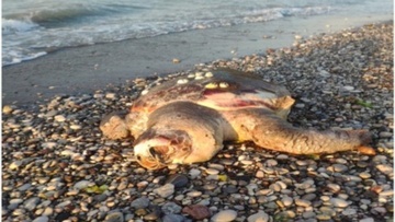Νεκρή χελώνα  στην παραλία Ιαλυσού