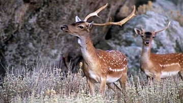 Ερώτηση στους υπουργούς για τα ελάφια της Ρόδου