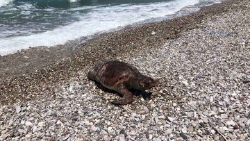 Κι άλλη χελώνα εκβράστηκε νεκρή στη Ρόδο 