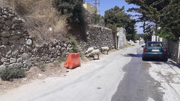 Εμφανίστηκαν πρόβατα ακόμη και εντός της πόλεως Ρόδου