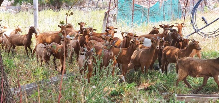 Πενήντα νέα ζώα έφτασαν στο νησί στις 15 Μαΐου.  Επένδυση για την επόμενη γαλακτοκομική σεζόν…