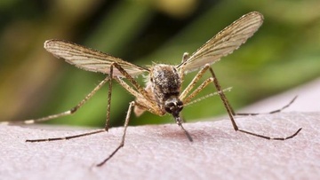 Πρόβλημα με τα κουνούπια στην Ιαλυσό