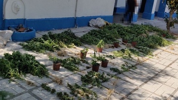 Συνελήφθησαν δυο ημεδαποί οι οποίοι είχαν αναπτύξει φυτεία κάνναβης σε χωριό της Κω