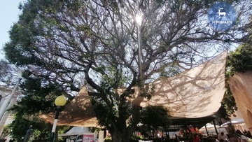 Σε φάση αναβλάστησης  ο φίκος του «Ακταίον» 