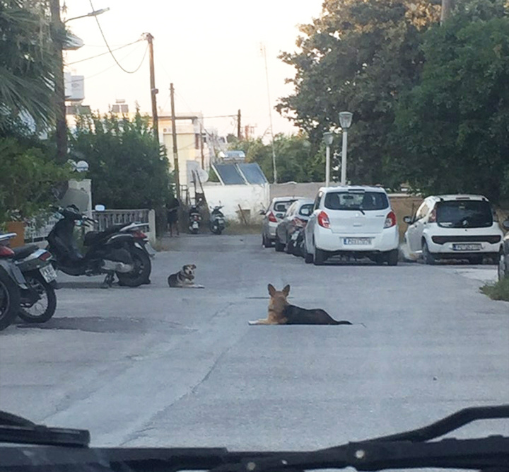 Τα σκυλιά βρίσκονται παντού σε όλη τη γειτονιά και κυκλοφορούν ελεύθερα μέχρι και σήμερα