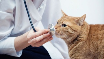 Συνελήφθη 76χρονος επειδή χτύπησε και τραυμάτισε μία γάτα με σκουπόξυλο!