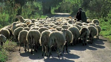 Πρόβλημα με τα αδέσποτα αιγοπρόβατα στην Κάρπαθο