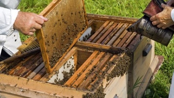 Στήριξη της μελισσοκομίας