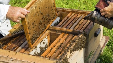 Ανάγκη για άμεση λήψη μέτρων στήριξης των μελισσοκόμων της Κω