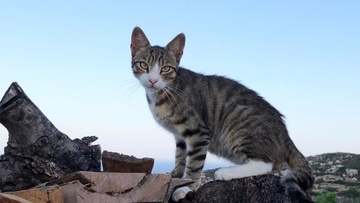 Η Animal Welfare Karpathos «φέρνει την άνοιξη» για τα αδέσποτα ζώα του νησιού
