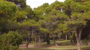 Κάθειρξη πέντε ετών για εκχέρσωση δασικής έκτασης