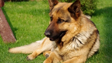 Πανελλαδική Φιλοζωική και Περιβαλλοντική Ομοσπονδία: Ανοιχτή επιστολή προς τους Δήμους για τον περιορισμό των πυροτεχνημάτων