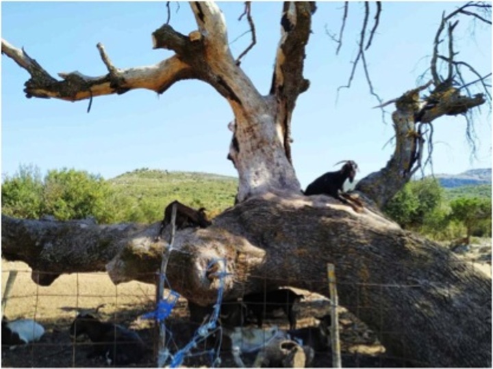 Γίδια στο Ξηρόμερο… Φωτογραφία: Χαρά Δ. Αγγέλη