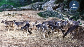 Δεν έχει προχωρήσει το θέμα για την καταγραφή των ελαφιών