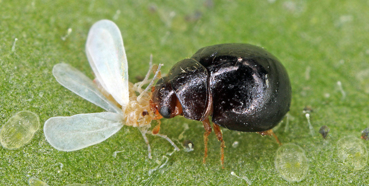 Το έντομο Delphastus catalinae