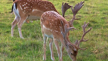 Προβληματισμοί για την αύξηση του αριθμού των ελαφιών στη Ρόδο